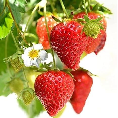 Fresh Sweet Strawberry Seeds (Hybrid) (Seeds 20)